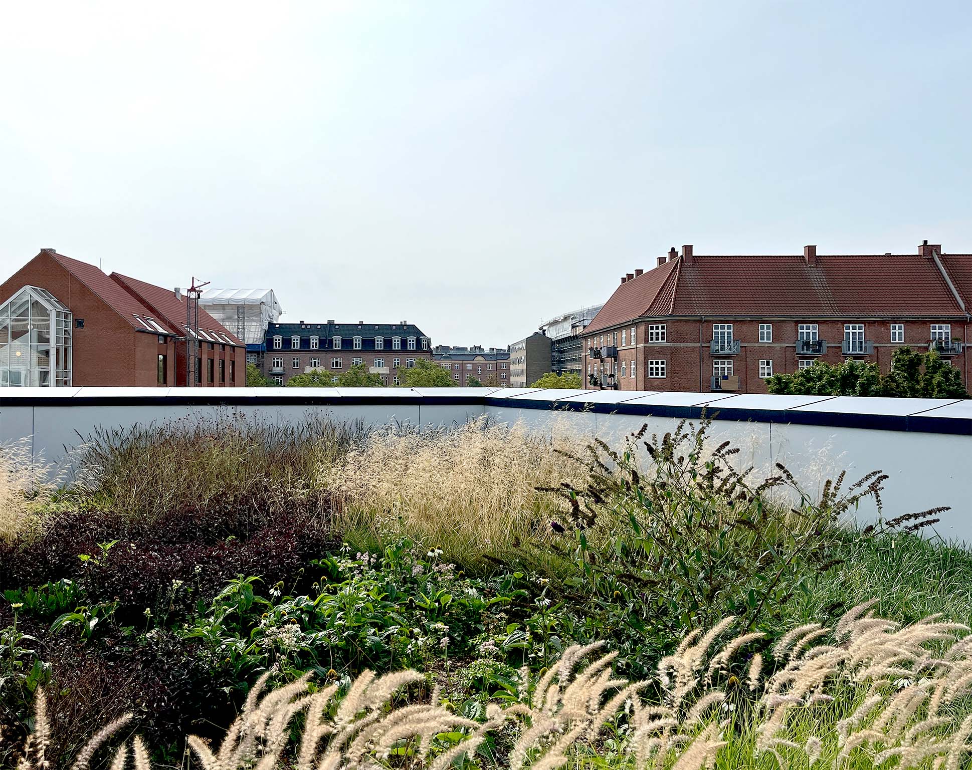 10_Tag græsser og udsigt_Østre Gasværk_ULN_2019_015.jpg